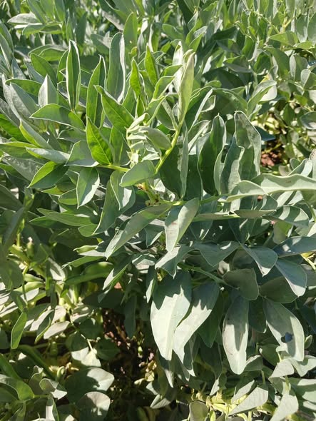 السلام عليكم ورحمة الله وبركاته
عمري الفول 100يوم التزهير الاول كان لاقوه لا بالله
لكن دلوقتي التزهير دلوقتي ضعيف جدا علما بان الزرع عطش وتاثرت بالجو الحر